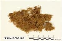 藏品(羽苔科 )的圖片